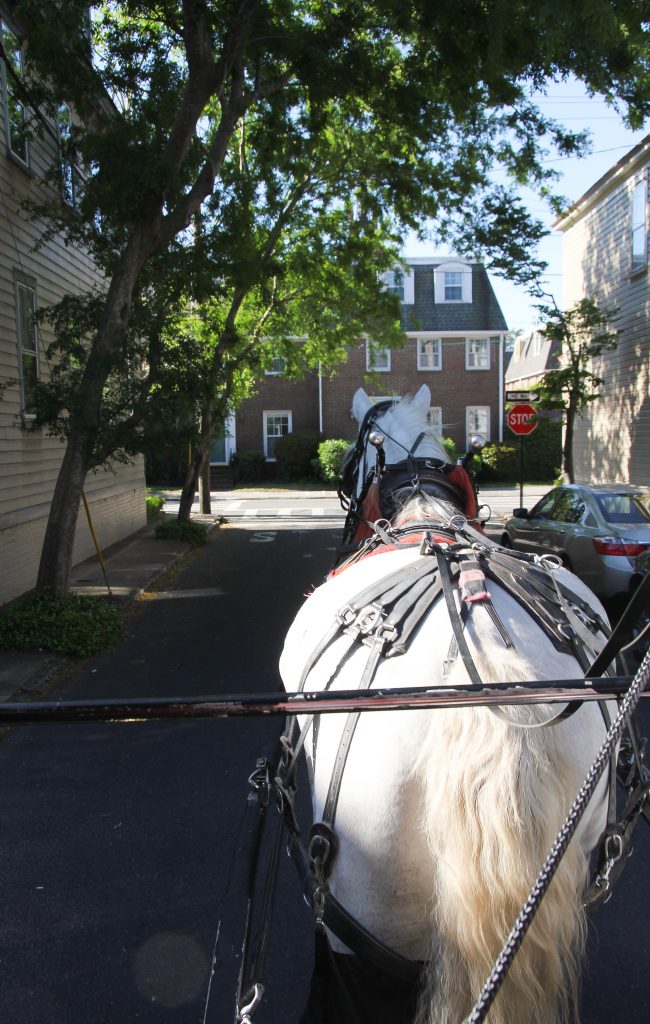 Charleston carriage ride tour - Lady in Violet